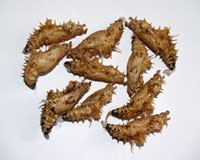 куколки бабочек Cethosia biblis